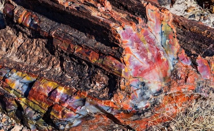 Petrified Wood Colorado Guide | Worth, Collection Sites and More
